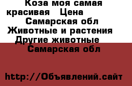 Коза моя самая красивая › Цена ­ 10 000 - Самарская обл. Животные и растения » Другие животные   . Самарская обл.